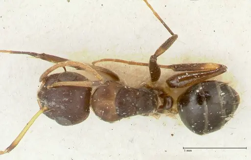 Camponotus bruneiensis specimen FOCOL2279 image focol2279_1