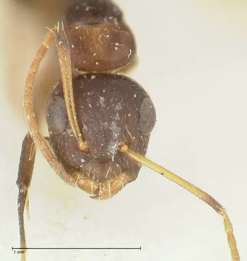 Camponotus bruneiensis specimen FOCOL2279 image focol2279_2