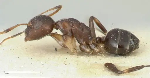 Camponotus bruneiensis specimen FOCOL2279 image focol2279_3