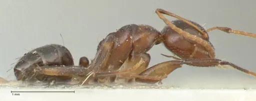 Camponotus bruneiensis specimen FOCOL2279 image focol2279_4