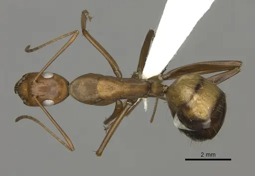 Camponotus brutus specimen CASENT0235234 image casent0235234_1