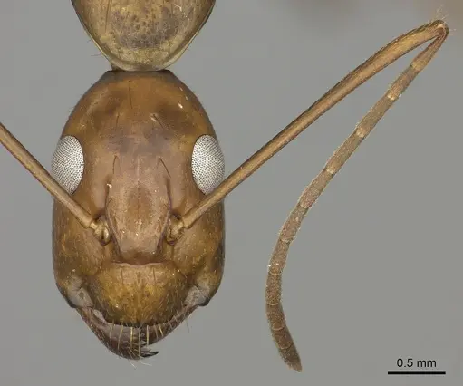 Camponotus brutus specimen CASENT0235234 image casent0235234_2