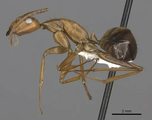 Camponotus brutus specimen CASENT0235234 image casent0235234_3