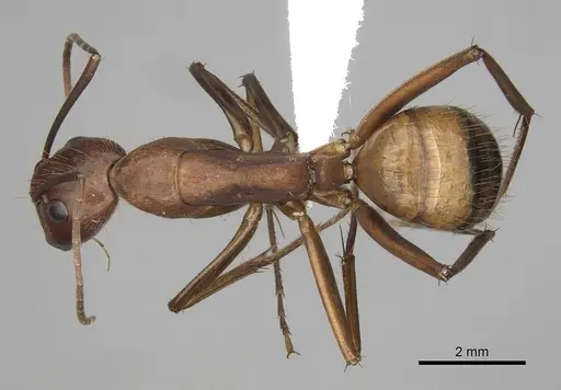 Camponotus brutus specimen CASENT0316923 image casent0316923_1