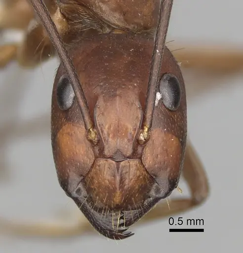 Camponotus brutus specimen CASENT0316923 image casent0316923_2