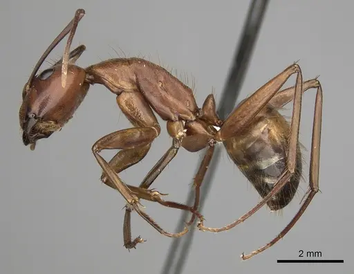 Camponotus brutus specimen CASENT0316923 image casent0316923_3