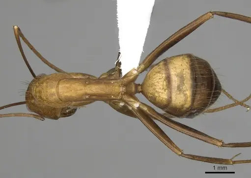 Camponotus brutus specimen CASENT0316924 image casent0316924_1