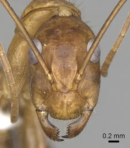 Camponotus brutus specimen CASENT0316924 image casent0316924_2