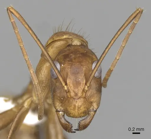 Camponotus brutus specimen CASENT0316924 image casent0316924_3