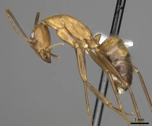 Camponotus brutus specimen CASENT0316924 image casent0316924_4