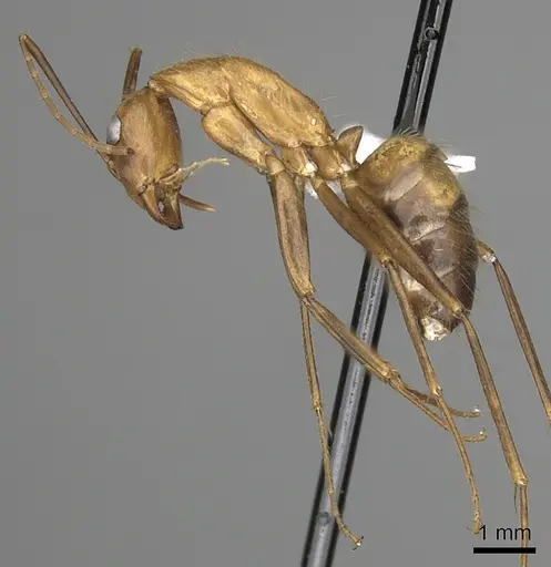 Camponotus brutus specimen CASENT0316924 image casent0316924_5
