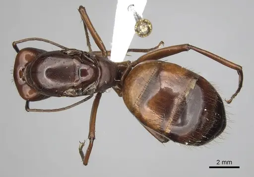 Camponotus brutus specimen CASENT0316926 image casent0316926_1