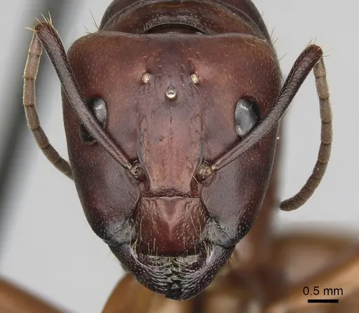 Camponotus brutus specimen CASENT0316926 image casent0316926_2