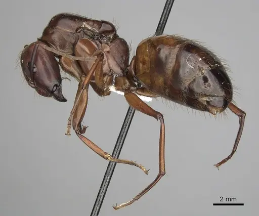 Camponotus brutus specimen CASENT0316926 image casent0316926_3