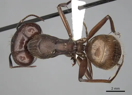 Camponotus brutus specimen CASENT0316927 image casent0316927_1