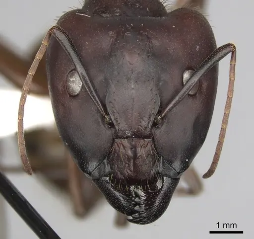 Camponotus brutus specimen CASENT0316927 image casent0316927_2