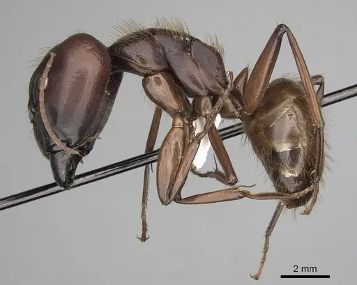 Camponotus brutus specimen CASENT0316927 image casent0316927_3