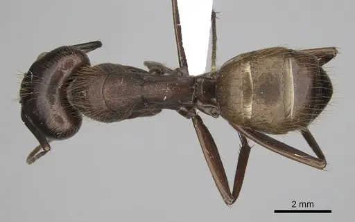 Camponotus brutus specimen CASENT0316928 image casent0316928_1