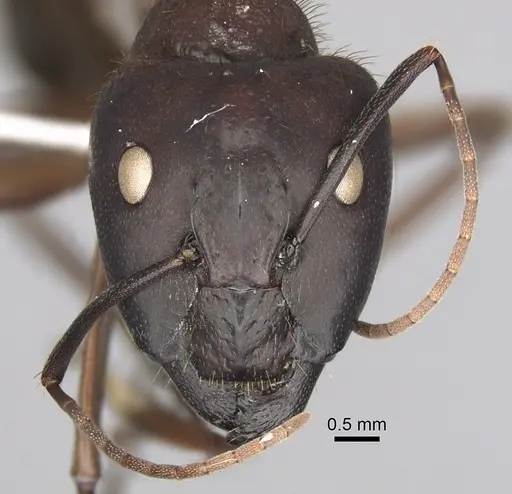 Camponotus brutus specimen CASENT0316928 image casent0316928_2