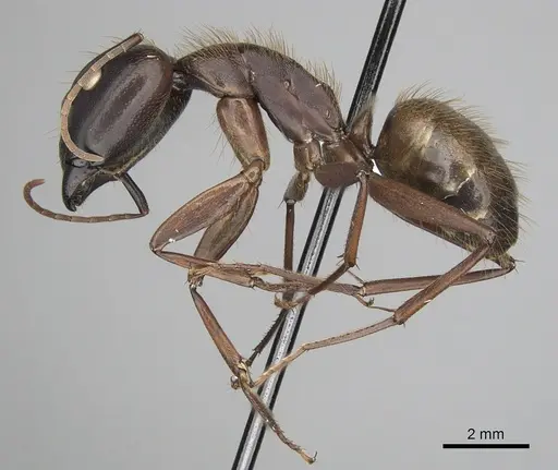 Camponotus brutus specimen CASENT0316928 image casent0316928_3