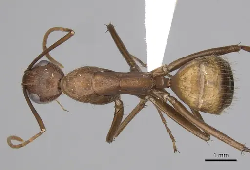 Camponotus brutus specimen CASENT0316929 image casent0316929_1