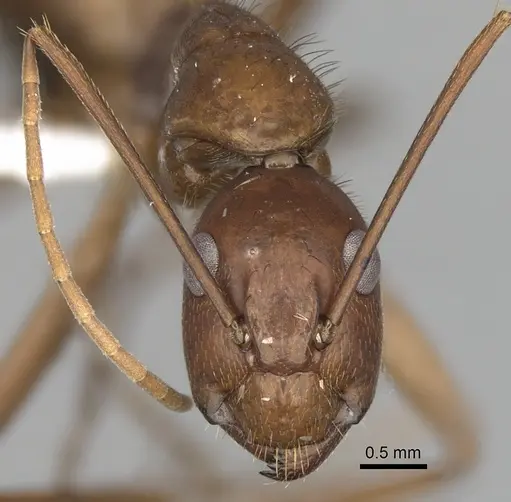 Camponotus brutus specimen CASENT0316929 image casent0316929_2