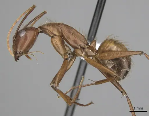 Camponotus brutus specimen CASENT0316929 image casent0316929_3