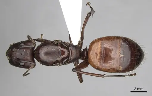 Camponotus brutus specimen CASENT0403379 image casent0403379_1