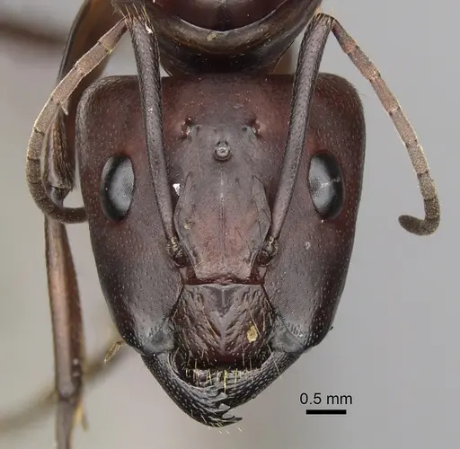 Camponotus brutus specimen CASENT0403379 image casent0403379_2