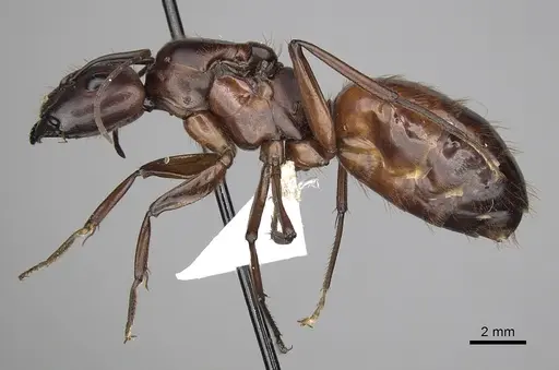 Camponotus brutus specimen CASENT0403379 image casent0403379_3