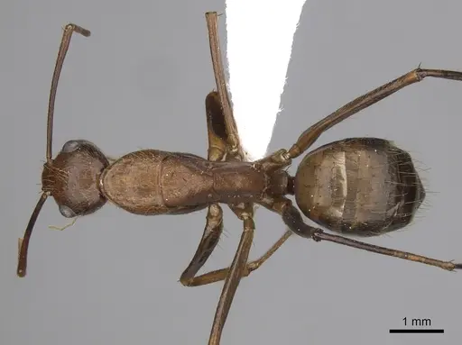 Camponotus brutus specimen CASENT0405040 image casent0405040_1