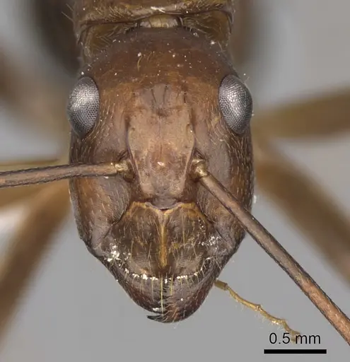 Camponotus brutus specimen CASENT0405040 image casent0405040_2