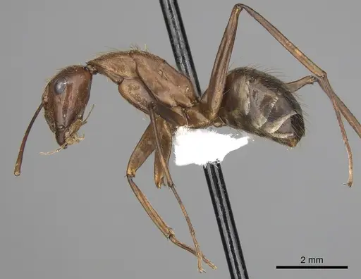 Camponotus brutus specimen CASENT0405040 image casent0405040_3