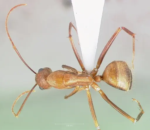 Camponotus brutus specimen CASENT0405050 image casent0405050_1