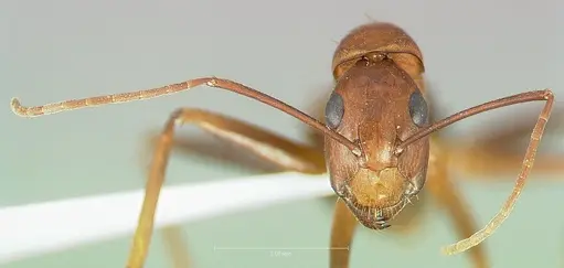 Camponotus brutus specimen CASENT0405050 image casent0405050_2