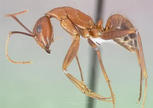 Camponotus brutus specimen CASENT0405050 image casent0405050_3
