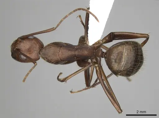 Camponotus brutus specimen CASENT0415279 image casent0415279_1