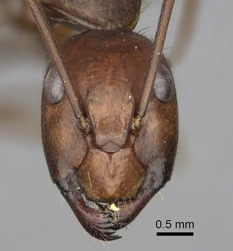 Camponotus brutus specimen CASENT0415279 image casent0415279_2