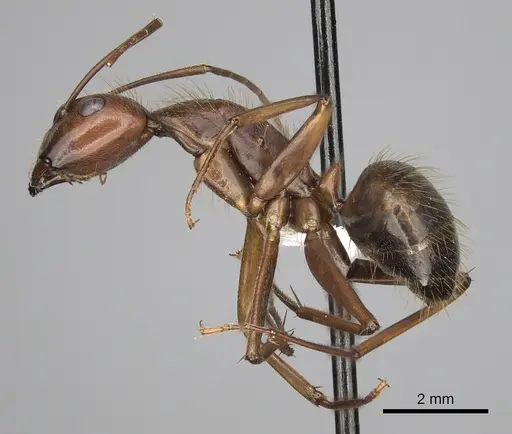 Camponotus brutus specimen CASENT0415279 image casent0415279_3
