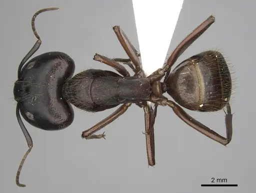 Camponotus brutus specimen CASENT0415857 image casent0415857_1