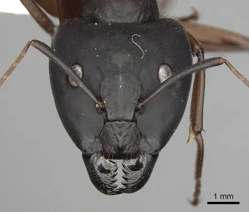 Camponotus brutus specimen CASENT0415857 image casent0415857_2