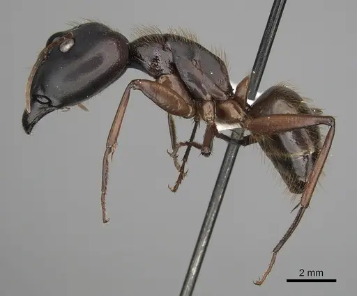 Camponotus brutus specimen CASENT0415857 image casent0415857_3
