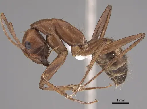 Camponotus brutus specimen CASENT0763981 image casent0763981_1