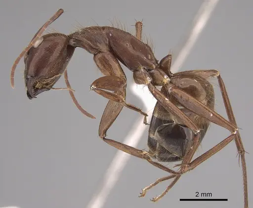 Camponotus brutus specimen CASENT0797544 image casent0797544_1