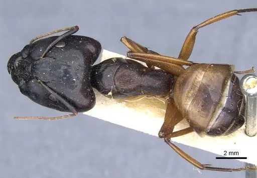 Camponotus brutus specimen CASENT0905312 image casent0905312_1