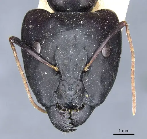 Camponotus brutus specimen CASENT0905312 image casent0905312_2