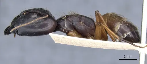 Camponotus brutus specimen CASENT0905312 image casent0905312_3