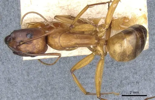 Camponotus brutus specimen CASENT0905313 image casent0905313_1