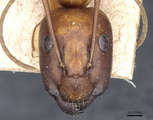 Camponotus brutus specimen CASENT0905313 image casent0905313_2