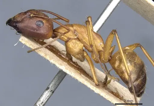 Camponotus brutus specimen CASENT0905313 image casent0905313_3
